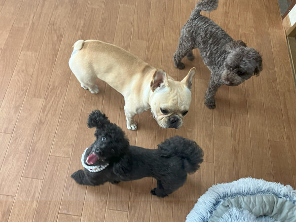 小型犬トイプードルペットホテル