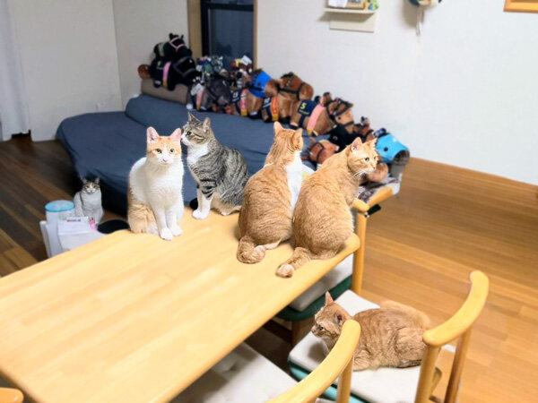 猫ペットシッター