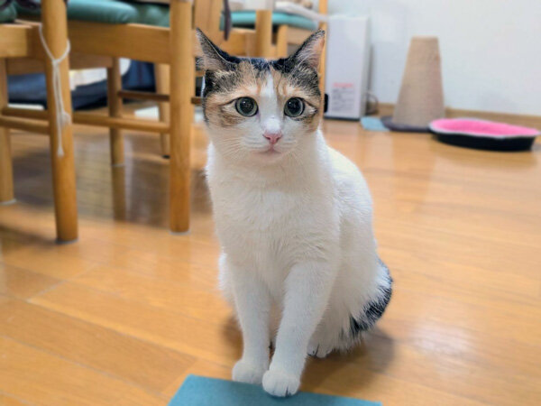 猫ペットシッター