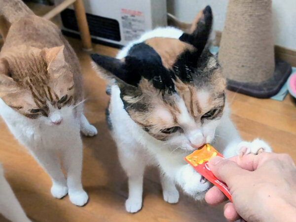 猫ペットシッター