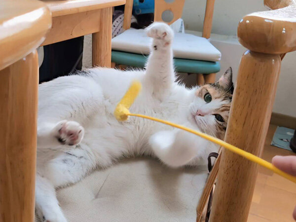 猫ペットシッター