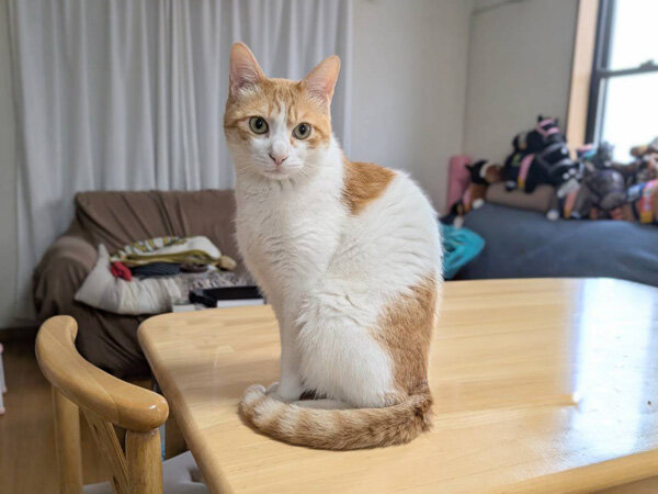 猫ペットシッター