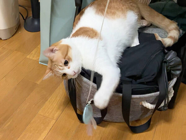 猫ペットシッター