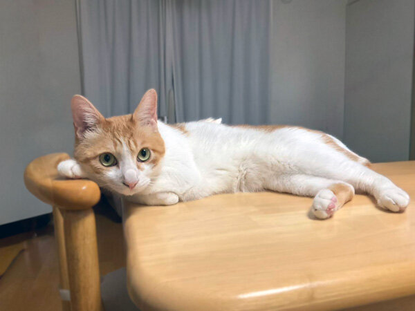 猫ペットシッター