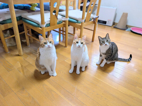 猫ペットシッター