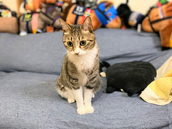 猫ペットシッター