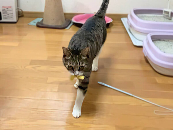 猫ペットシッター
