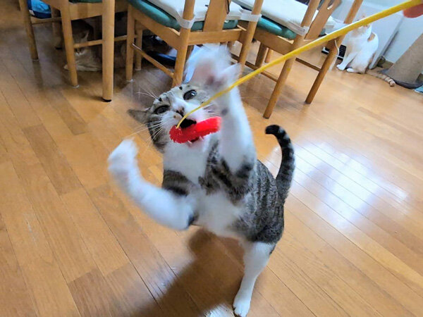 猫ペットシッター