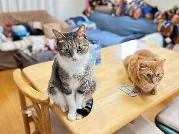 猫ペットシッター