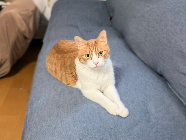 猫ペットシッター