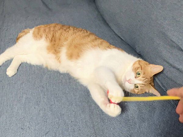 猫ペットシッター
