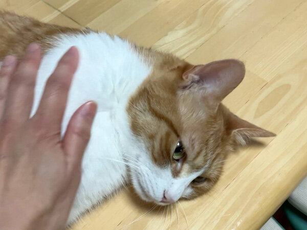 猫ペットシッター