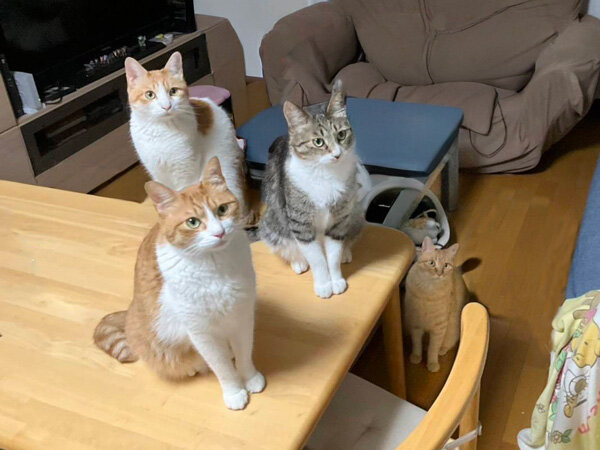 猫ペットシッター