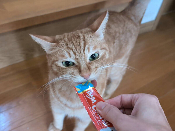 猫ペットシッター