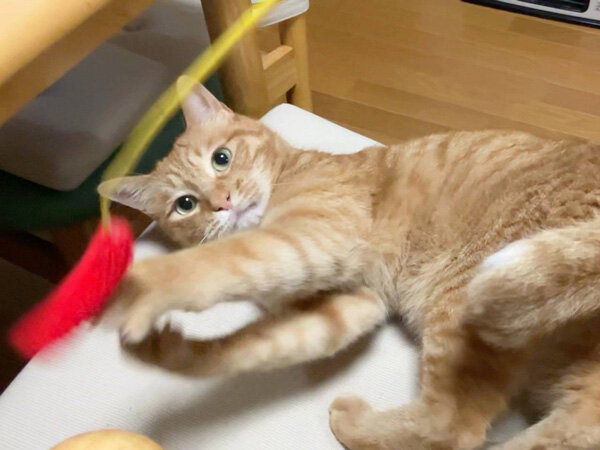 猫ペットシッター