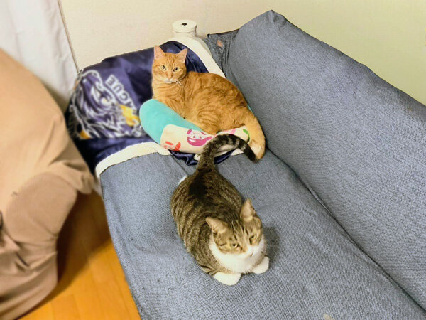 猫ペットシッター