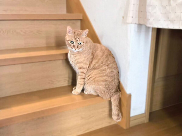 猫ペットシッター