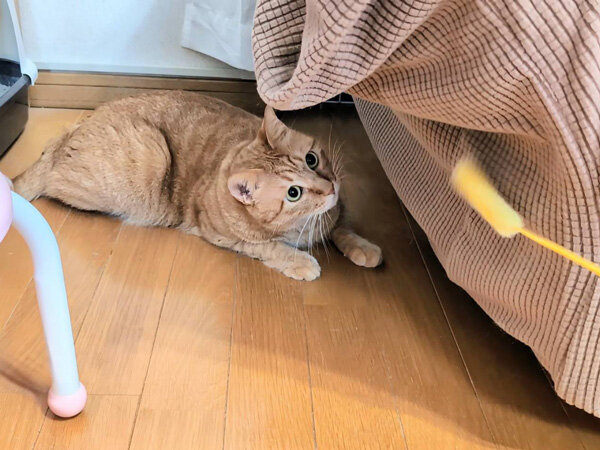 猫ペットシッター