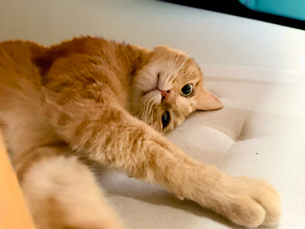 猫ペットシッター