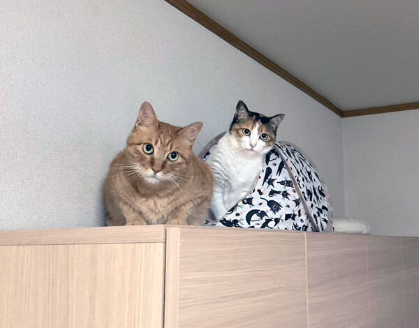 猫ペットシッター