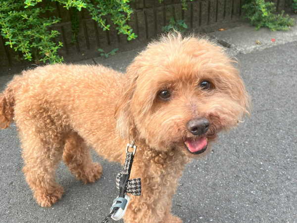 小型犬トイプードルペットシッター