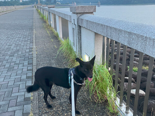 中型MIX犬ペットホテル