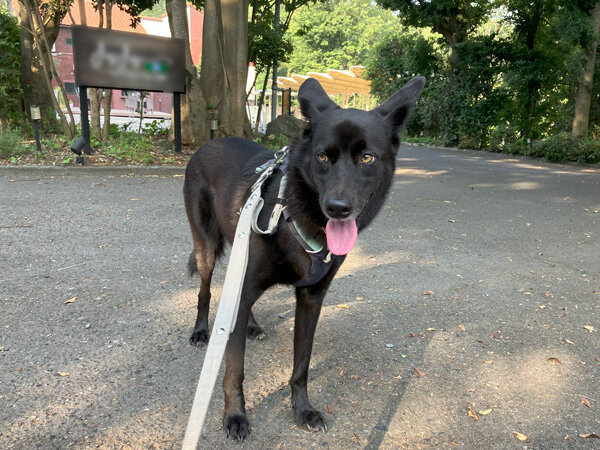 中型MIX犬ペットホテル