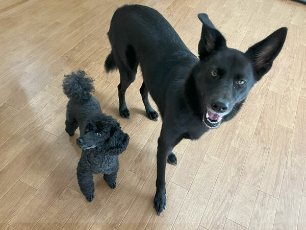 中型MIX犬ペットホテル