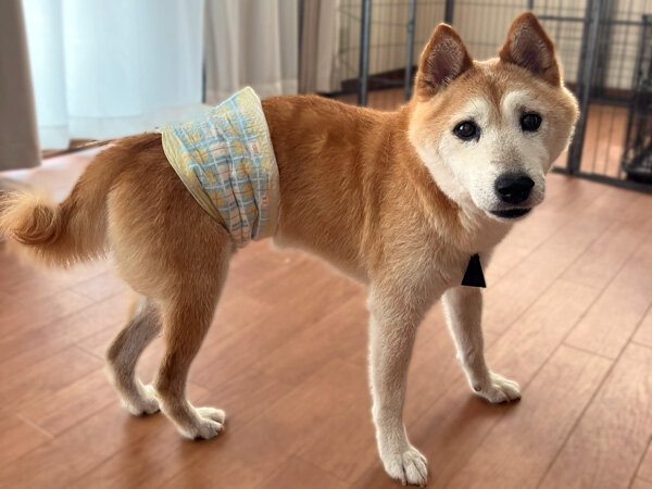 中型犬柴犬ペットホテル