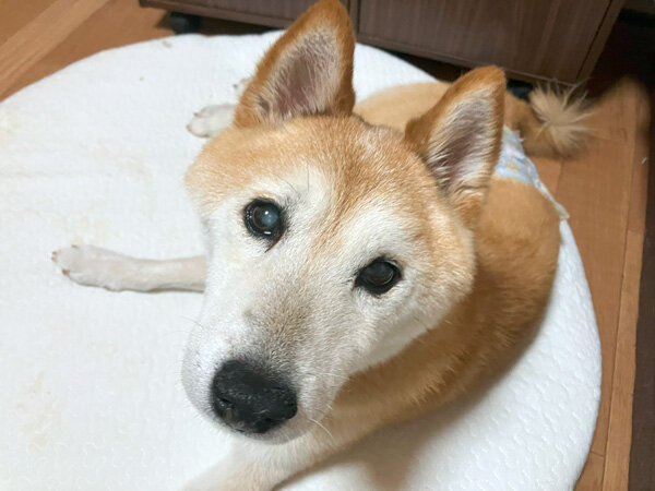 中型犬柴犬ペットホテル