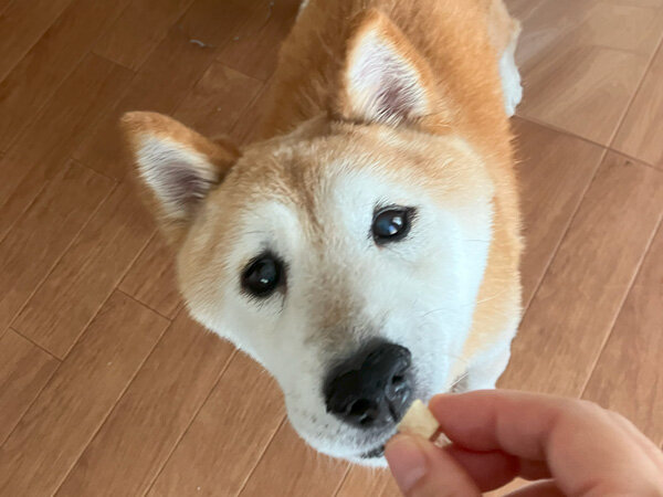 中型犬柴犬ペットホテル