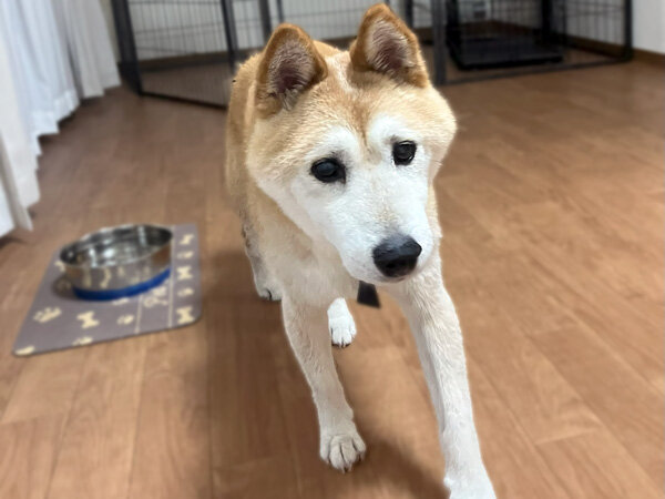 中型犬柴犬ペットホテル