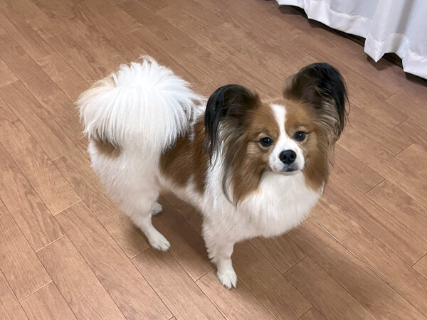小型犬パピヨンペットホテル