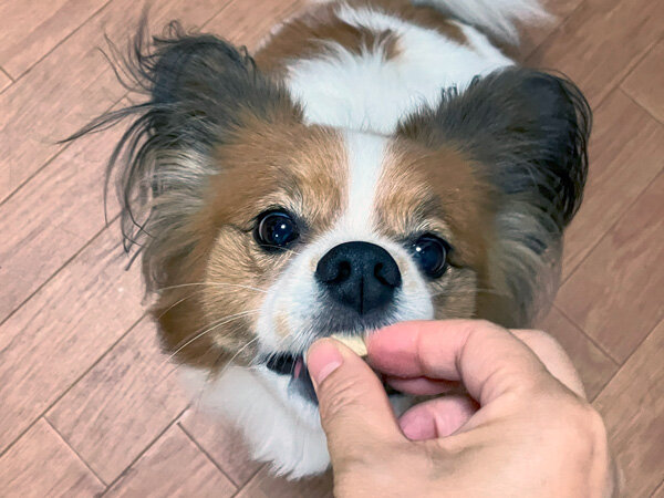 小型犬パピヨンペットホテル