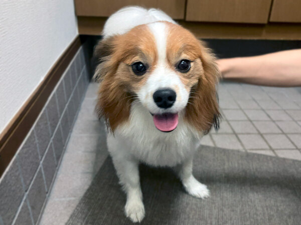 小型犬パピヨンペットホテル