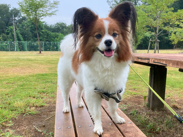 小型犬パピヨンペットホテル