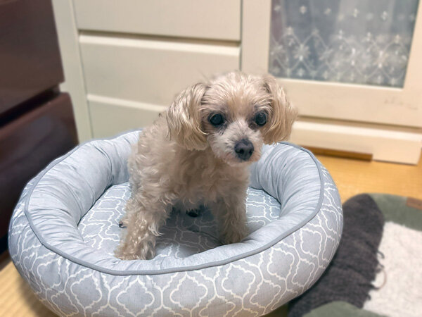 小型犬トイプードル×マルチーズと猫のペットシッター