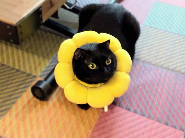 黒猫ペットシッター