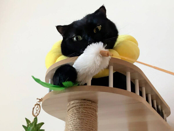 黒猫ペットシッター
