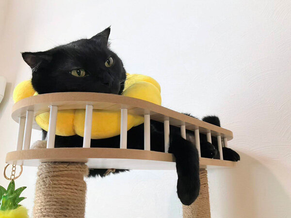 黒猫ペットシッター