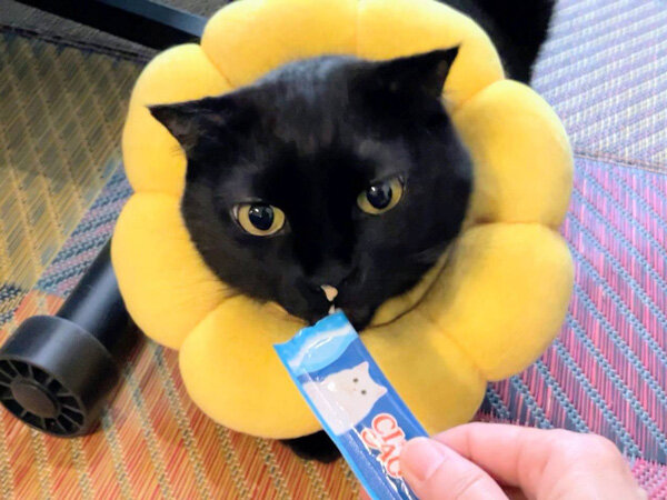 黒猫ペットシッター