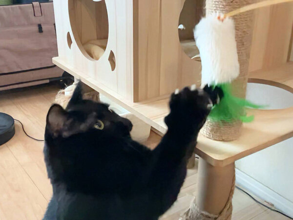 黒猫ペットシッター