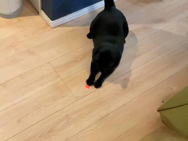 黒猫ペットシッター