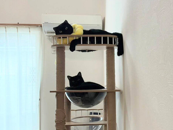 黒猫ペットシッター