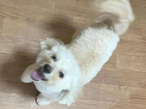 小型犬マルチーズ×トイプードルペットホテル