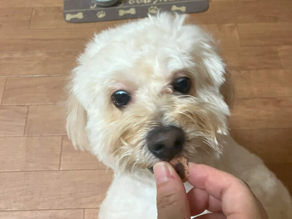 小型犬マルチーズ×トイプードルペットホテル
