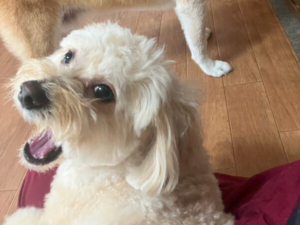 小型犬マルチーズ×トイプードルペットホテル