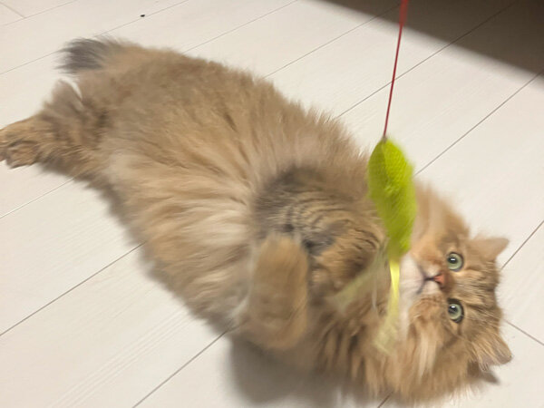 猫ペットシッター