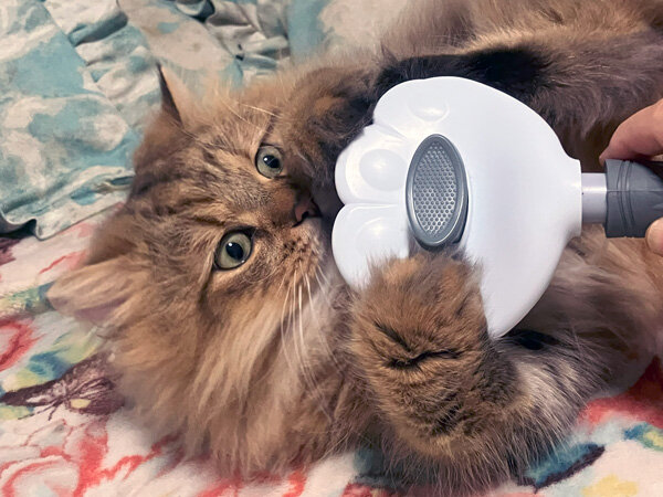 猫ペットシッター