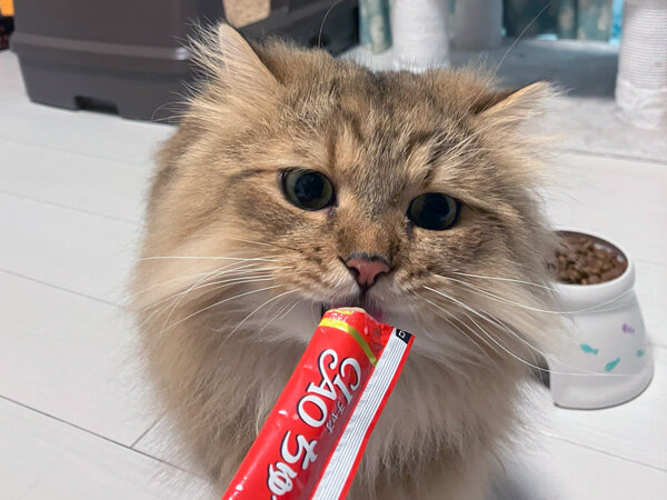 猫ペットシッター